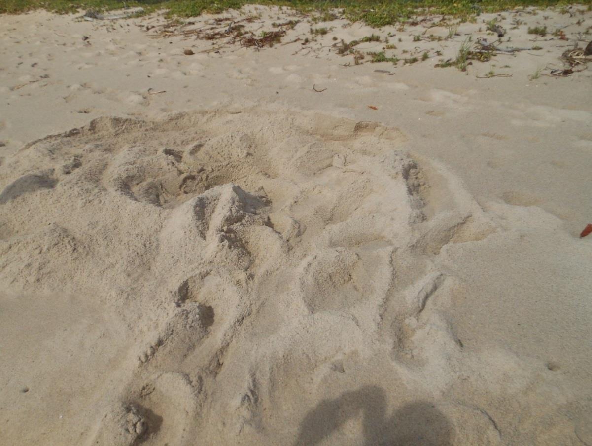 Figura 1 - Cama confeccionada por tartaruga marinha na Praia do Pompilho, distrito de Serra Grande, Uruçuca, Bahia. Foto: acervo pessoal.