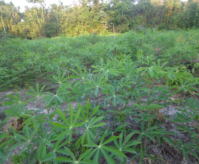 Dentre as culturas temporárias, destaca-se a produção de mandioca, cultivada pela maioria das famílias assentadas, no entanto, não há uma definição técnica para delimitação da área de cultivo nem um