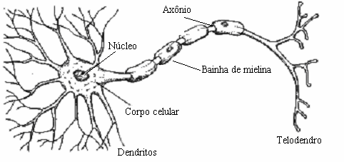 23 Figura 1.1. Componentes principais de um neurônio biológico. (LEVINE; SHEFNER, 1991) Os espaços entre os dendritos de um neurônio e o axônio de outro são chamados de sinapses.