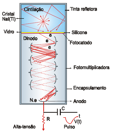 DETECTORES À CINTILAÇÃO OU CINTILADORES Válvula Fotomultiplicadora Transforma os sinais luminosos produzidos