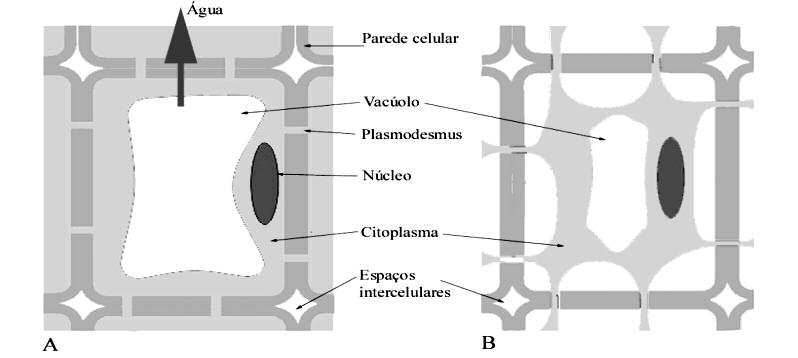 Essa canal conduz as partículas e o líquido englobados, envoltos pela membrana celular, formando uma espécie de vesícula, o pinossomo. 01. (Unesp) Nos túbulos do néfron há intenso transporte ativo.