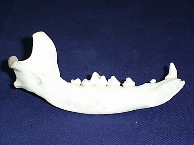 1 2 CCN Figura 2. Fotografia de peça anatômica - Vista medial de um ramo mandibular do cão: 1. forame mandibular; 2. sínfise mandibular.