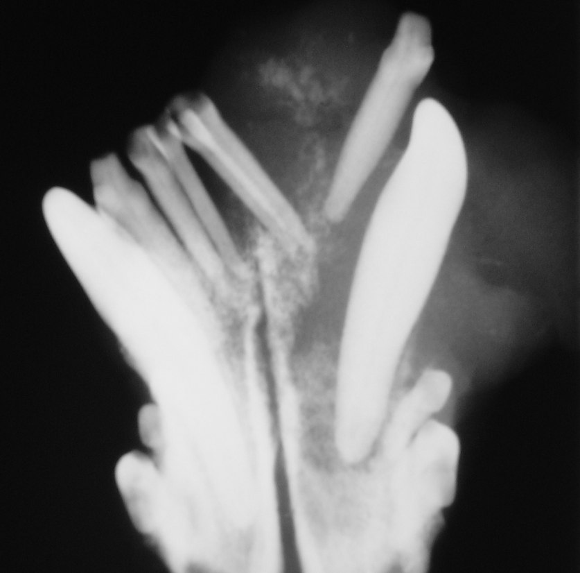 CCN Figura 5.Imagem radiográfica da mandíbula de um cão da raça Fila Brasileiro, fêmea, com nove anos de idade.