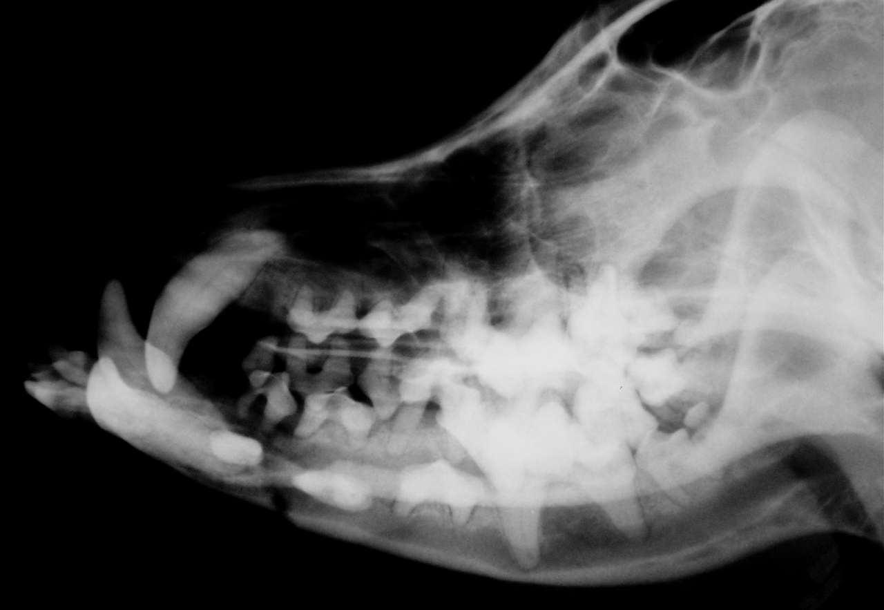 A B CCN CCN Figura 7. Imagem radiográfica da mandíbula de um cão da raça Poodle, macho, com 5 anos de idade.