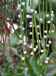 Número de gemas em segmentos préterminais de Rhipsalis baccifera (J.S.Muell.