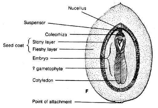 NOVIDADES EVOLUTIVAS (sinapomorfias de Spermatophyta) formação de sementes sementes com