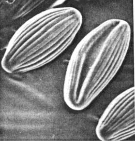 pólen monossulcado Pólen de Cycadaceae