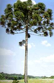 Plantas com sementes pertencem ao grupo das LIGNÓFITAS