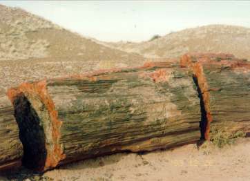 PTERIDOSPERMOPHYTA (fóssil) Traqueídes no xilema secundário