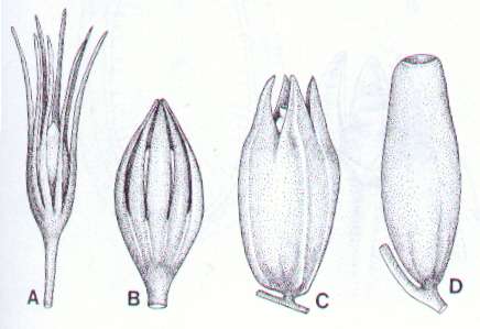 - formação de sementes hipótese de origem e desenvolvimento do tegumento megasporângio
