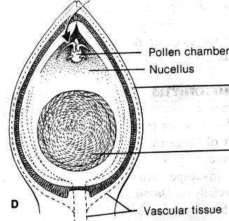 padrão ômega dos feixes do pecíolo tegumento com 2 feixes vasculares Padrão ômega dos feixes do pecíolo em