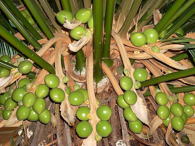 Cycadaceae Cycas megasporofilos