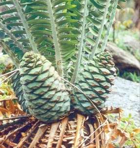 Encephalartos