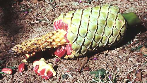 Megastróbilo Megasporofilo peltado biovulado Encephalartos ferox