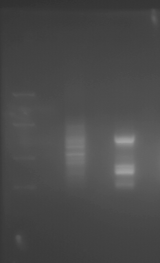 Qbiogene. As sequências de DNA foram obtidas por meio do sequenciamento do produto de PCR, realizado pela empresa Macrogen (Coréia).