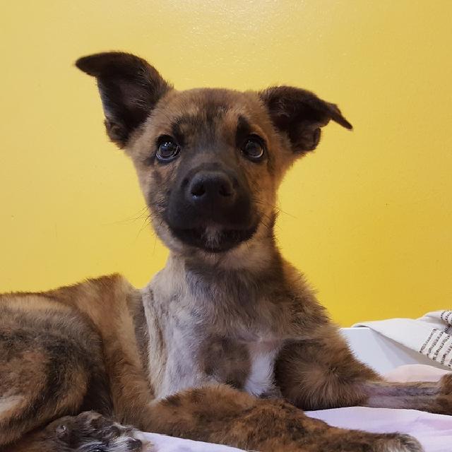 Nicolau, Macho Cão Rafeiro de porte Médio.Ao nosso cuidado há menos de um mês. Alojado na ala AZP - CÃES, box/jaula Cães Usar Referência 11339 para mais informação. http://www.portugalzoofilo.