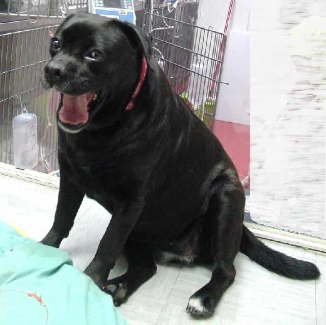 Azeitona, Fêmea Cão Rafeiro de porte Médio com 4 anos..ao nosso cuidado há mais de 4 anos. Alojado na ala AZP - CÃES, box/jaula Cães Usar Referência 8786 para mais informação. http://www.