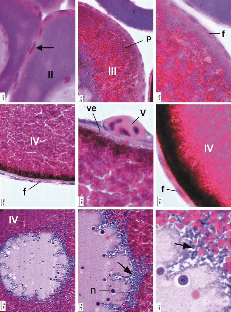 Histological characterization of cellular types during Scinax fuscovarius... 921 6 7 8 9 10 11 12 13 14 Figures 6-14. Ovarian germinative cells of the S.