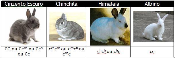 Alelos Múltiplos Conceitos Básicos Gene que apresenta mais de duas variações.