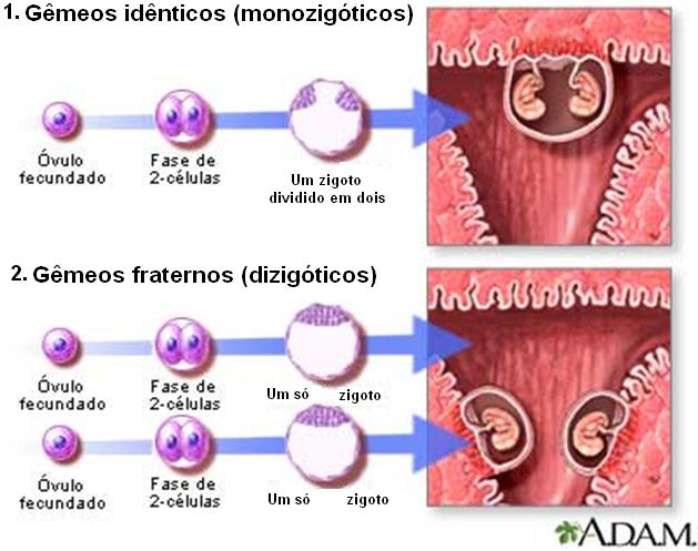 1. genótipos idênticos