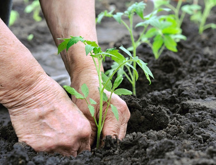 Assim, a partir desse ponto, as questões que nos acompanharam ao longo dos encontros foram: Como as mulheres estão construindo Agricultura Urbana?