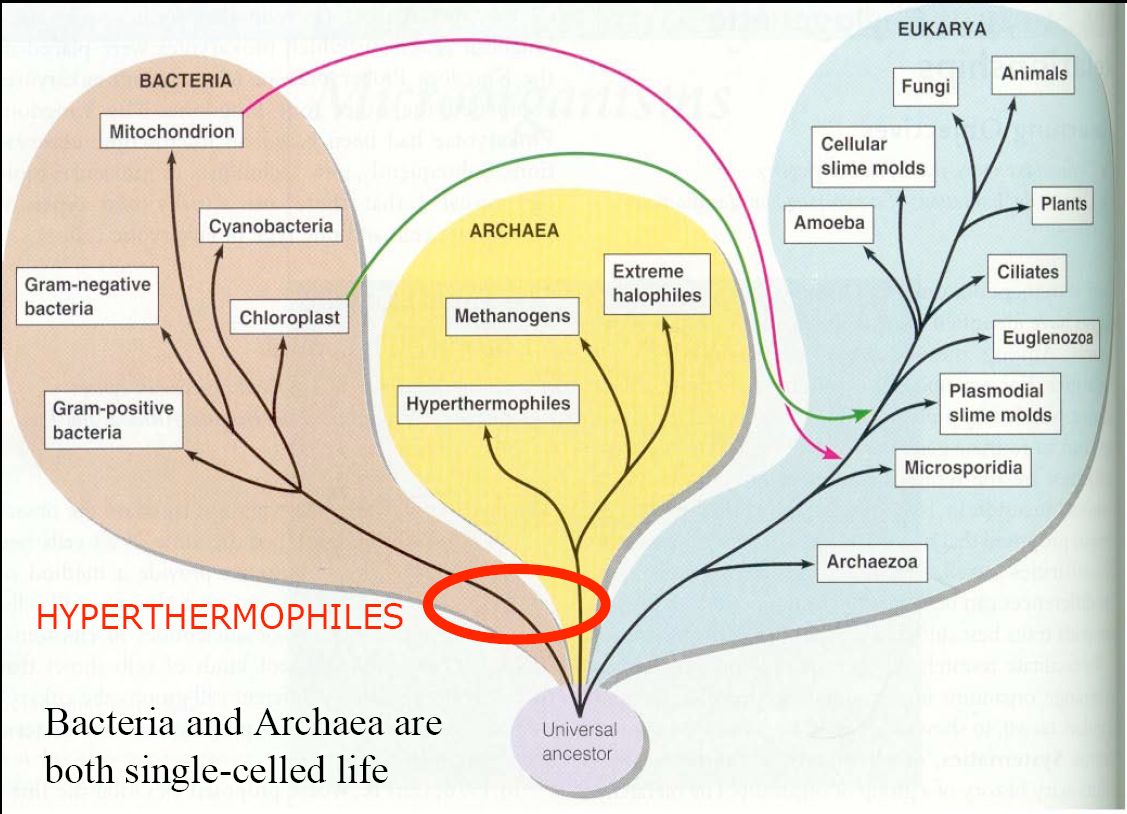 A formação e evolução da vida na Terra Hipertermófilos NÓS Bactérias e