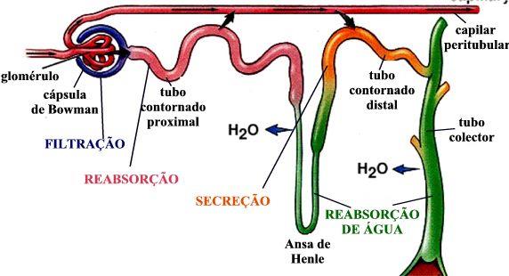 Tratamento: Compressão do brônquio SEM congestão pulmonar ou edema Inibidores da ECA Supressores da tosse: hidrocodona 0,22 mg/kg tid dextrometrofano 0,5 a 2 mg/kg tid Tratamento: Tosse COM congestão