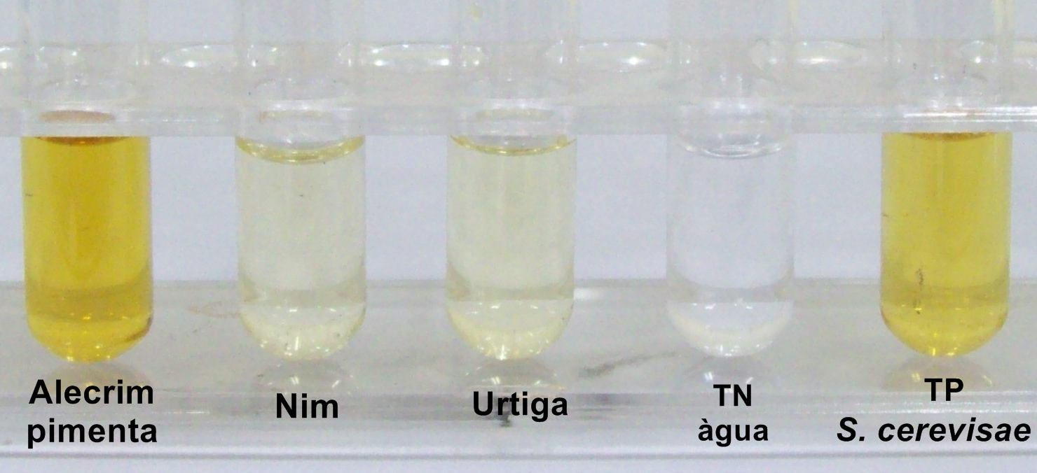 37 Figura 14 - Fitoalexina gliceolina extraídas de cotilédones de soja tratados com extratos brutos aquosos a 15%. A pigmentação indica o teor de fitoalexina sintetizada.