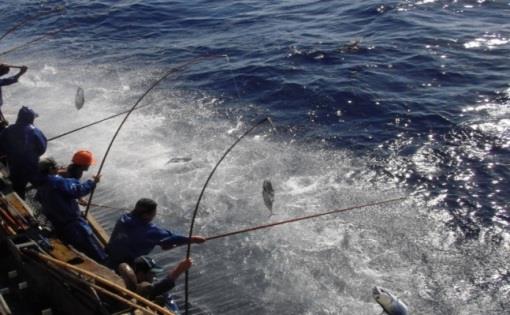 RENDIMENTO kg bonito Sardinha 24:1 kg anchoita =