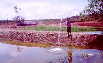 para os tanques T1 e T2, respectivamente. Os indivíduos foram provenientes da Larvicultura Equabrás - Aquicultura e Tecnologia Ltda-RN. Foto 1 Vista parcial da área de cultivo e dessalinização.