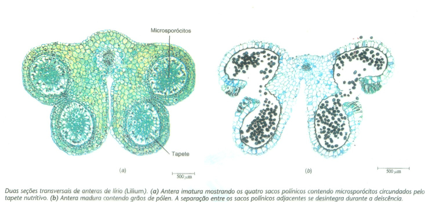 Anatomia dos estames: filete: tem seção usualmente circular e estrutura simples, constituída por epiderme unisseriada, córtex parenquimático e um único feixe vascular central.