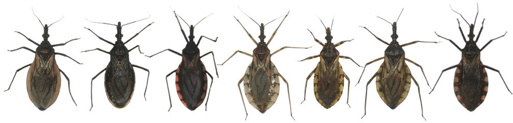 SUELI GARDIM Relação filogenética entre sete espécies de Triatominae (Hemiptera, Reduviidae) da