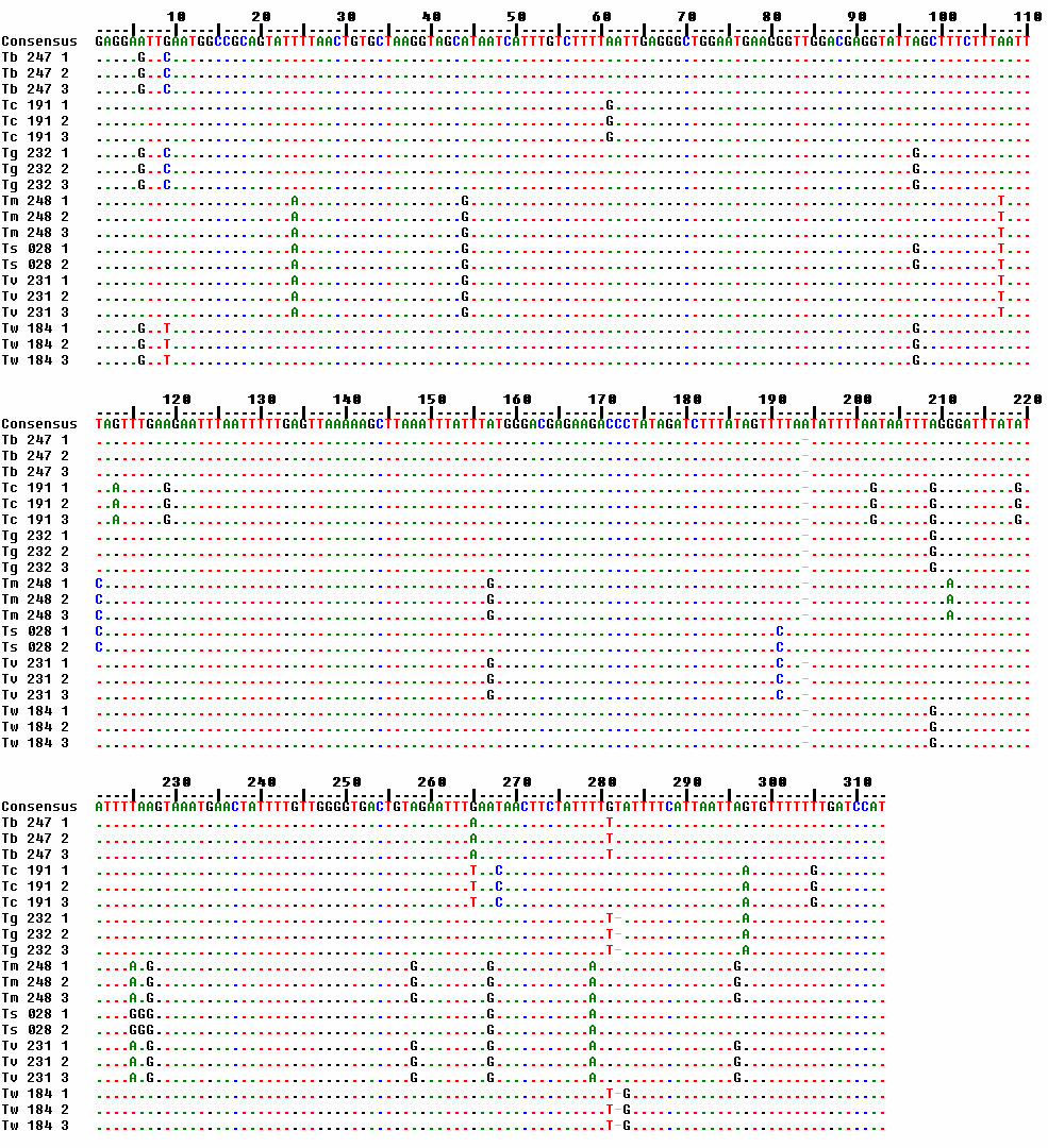 54 Figura 08: Alinhamento dos 313pb da triplicata das sequências (AI) do fragmento 16S mtdna. Na legenda da figura lê-se o nome da espécie, o número da colônia estudada e o número da triplicata: T.