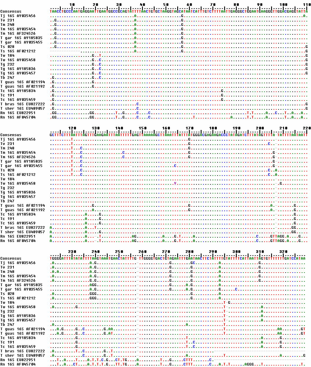 Figura 09: Alinhamento (AG) conduzido pelo programa Clustal W das sequências do fragmento 16S mtdna (329pb) e de sequências disponíveis no GenBank, com seus respectivos números de acesso.