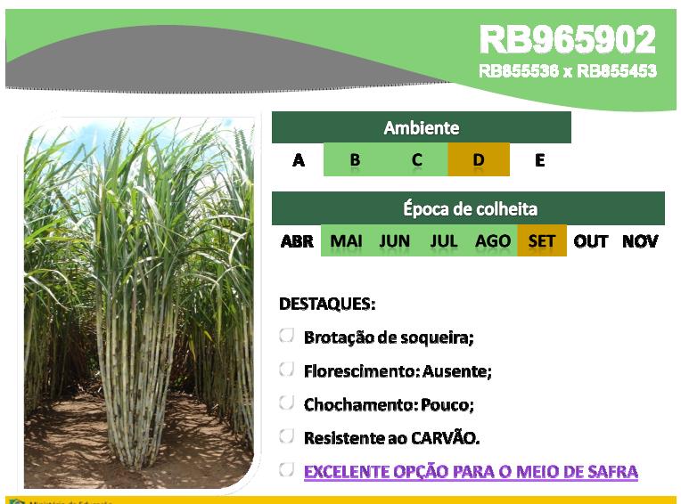 UM CASO TÍPICO DE ORIENTAÇÃO EM MANEJO VARIETAL,