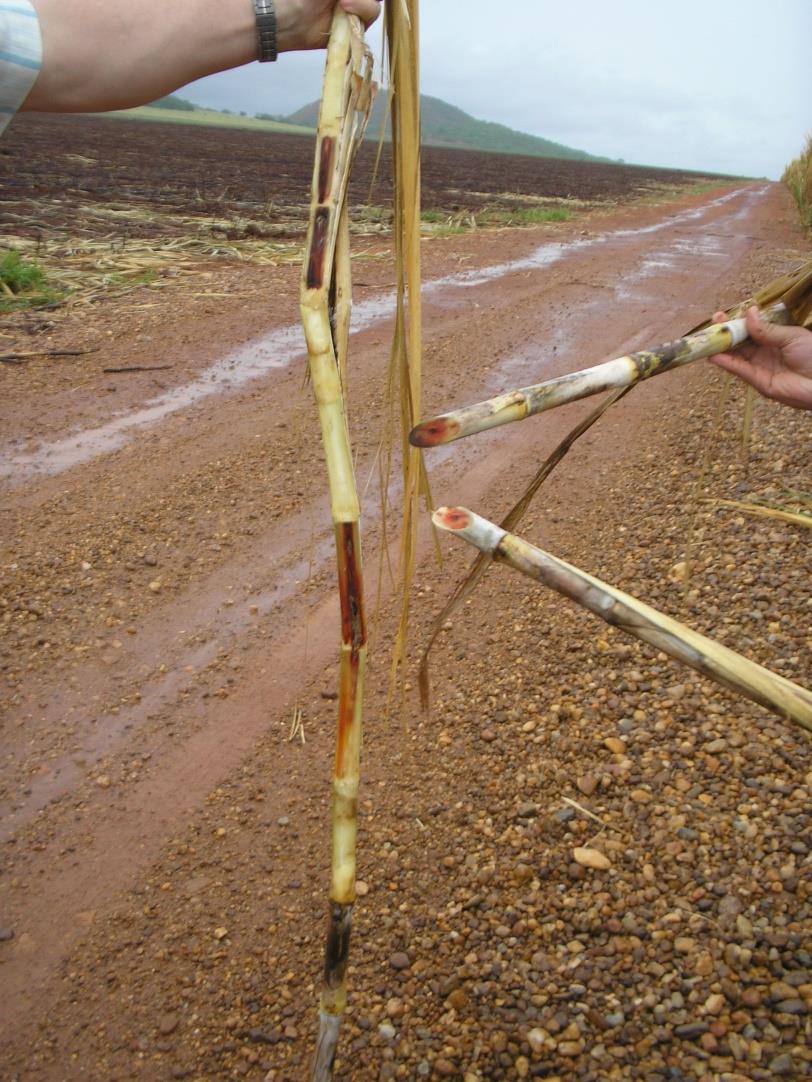 MANEJO INJURIANTE À