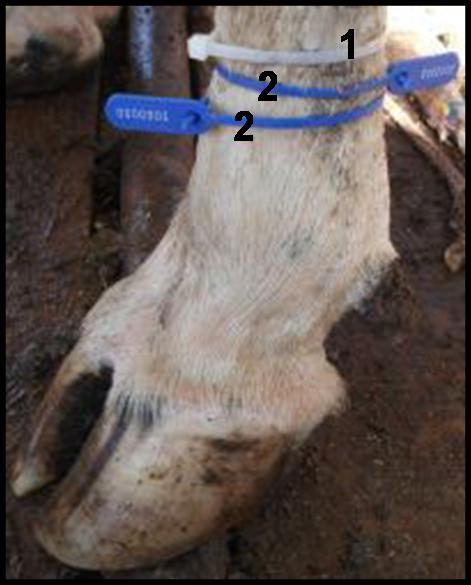 Figura 1 Exemplo da identificação de membro torácido de bovino com abraçadeiras plásticas (1) e lacres numerados (2) colocados na região do osso metacarpo. 6.