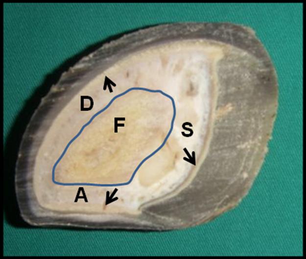 Figura 3 Fragmento da unha do casco de bovino em corte transversal, demonstrando as regiões solear (S), axial (A) e dorsal (D). Régua em centímetros. 6.