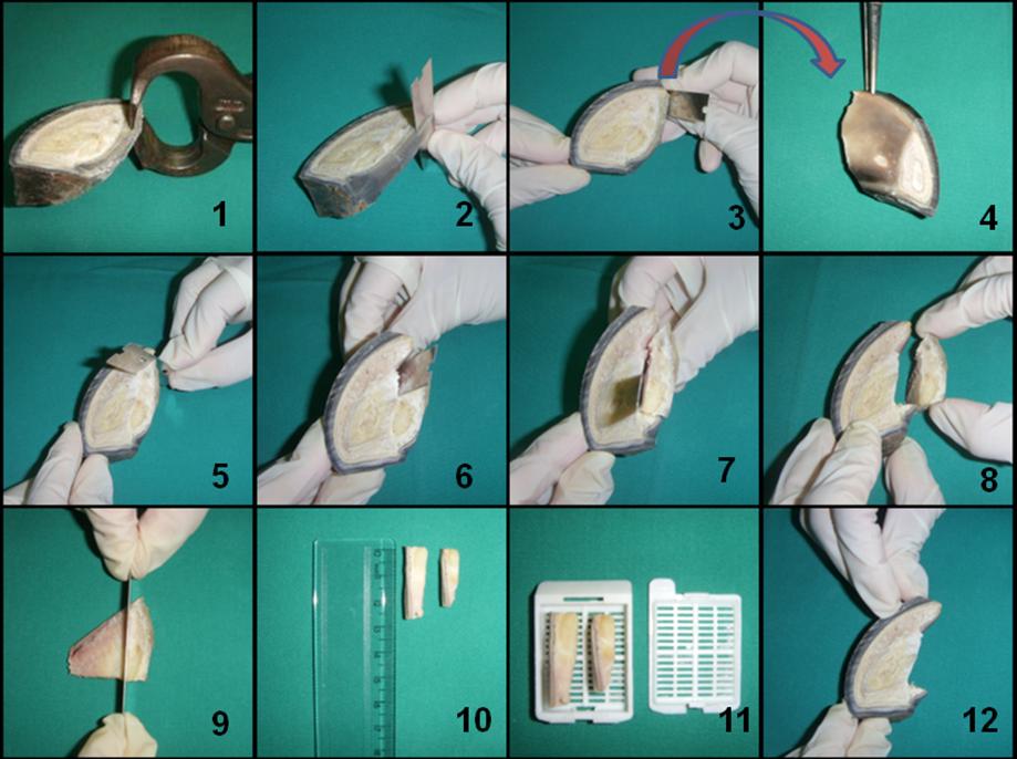 Figura 6 - Demonstração passo-a-passo do recorte de fragmento de casco na região da sola para obtenção de amostra de tecido da junção derme-epiderme.