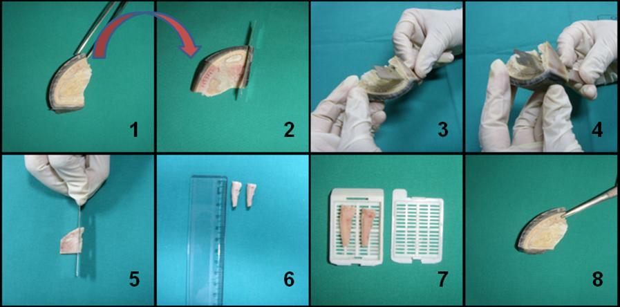 Figura 7 - Demonstração passo-a-passo do recorte de fragmento de casco na região axial para obtenção de amostra de tecido da junção derme-epiderme.