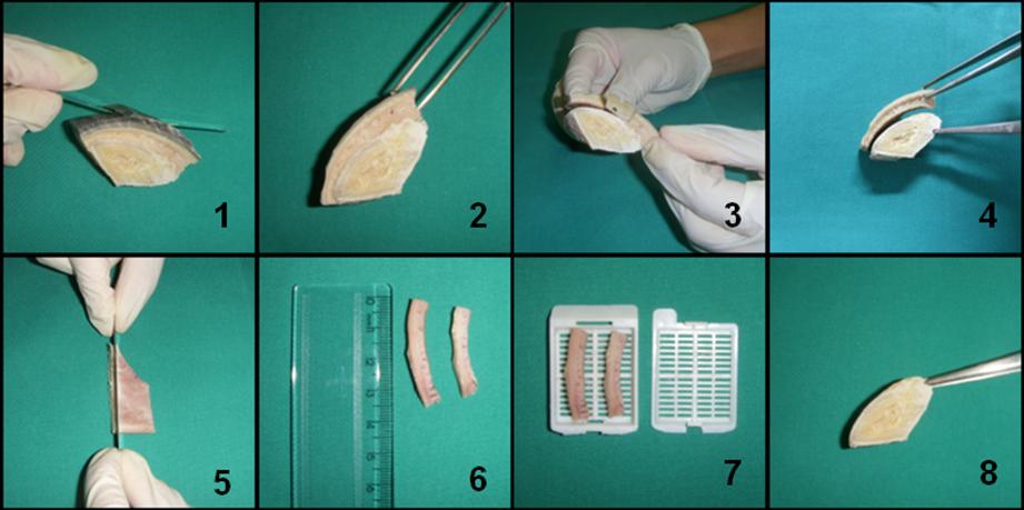 Figura 8 - Demonstração passo-a-passo do recorte de fragmento de casco na região dorsal para obtenção de amostra de tecido da junção derme-epiderme.