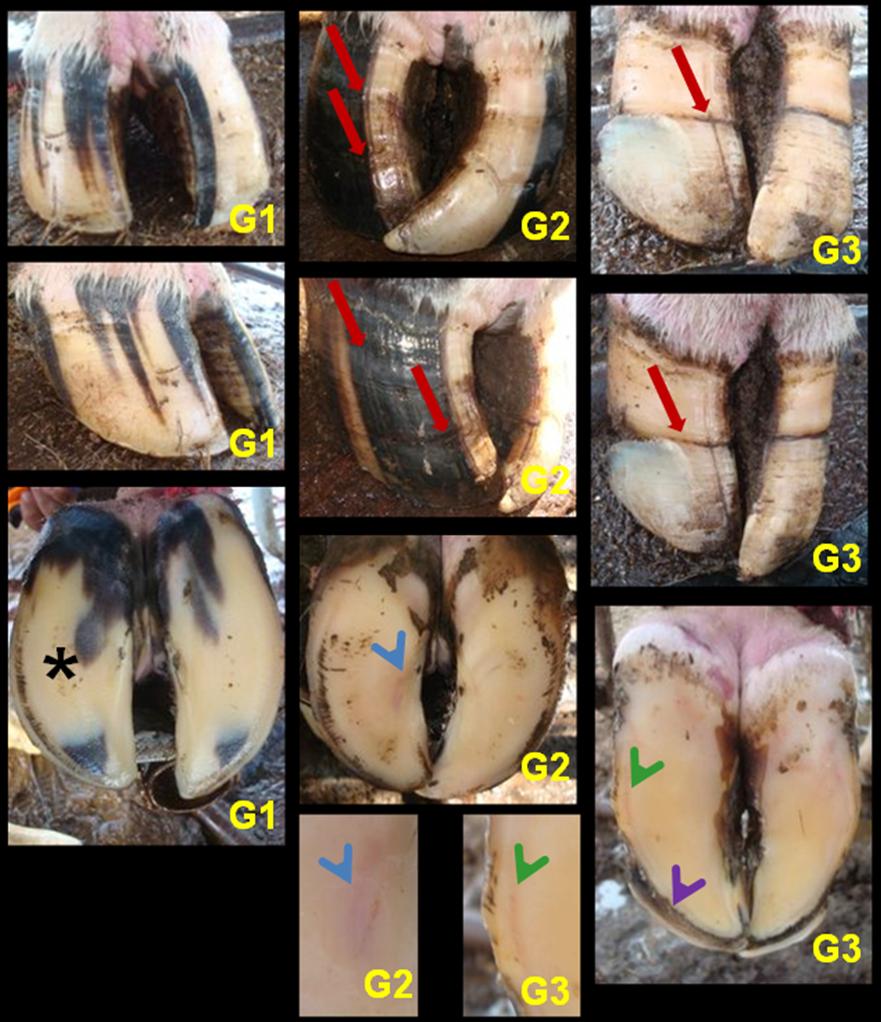 Figura 10 - Fotos dos cascos de bovinos classificados nos grupos 1 (G1), 2 (G2) e 3 (G3) demonstrando as lesões encontradas na unha estudada.
