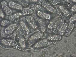 Figura 15 - Oocisto de Hepatozoon canis encontrado na hemocele de uma fêmea de Amblyomma ovale. 5.3 Experimento de transmissão com A. aureolatum Para se estudar a infecção experimental de A.