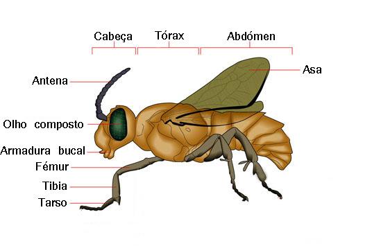 1. Morfologia, ciclo de vida e habitats 1.1. Morfologia É possível identificar insetos, através da observação de algumas particularidades nas partes constituintes do seu corpo.