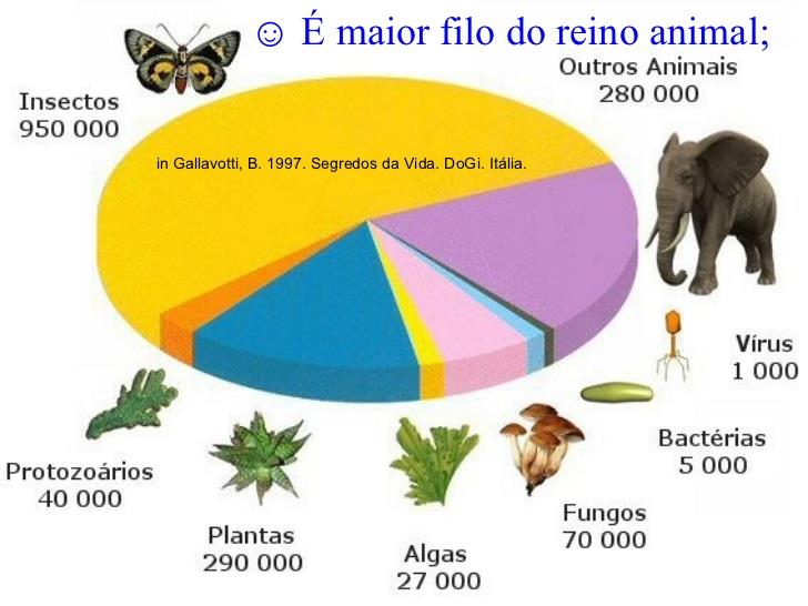 CARACTERÍSTICAS GERAIS Do grego athros = articulação + podos = patas; Patas articuladas; Corpo segmentado; Corpo