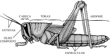 CARACTERÍSTICAS MORFOLÓGICAS ORGANIZAÇÃO CORPORAL BÁSICA Triblásticos Celomados Simetria bilateral Sistema digestório completo Corpo segmentado (metameria)