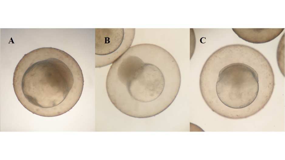 concentrações letais para a espécie estudada (Golombieski et al., 2005).