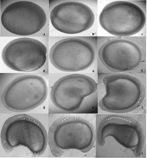 tradas nos trabalhos com Danio rerio (zebra fish) (KIMMEL et al., 1995), Prochilodus lineatus (curimba) (NINHAUS-SILVEIRA et al.