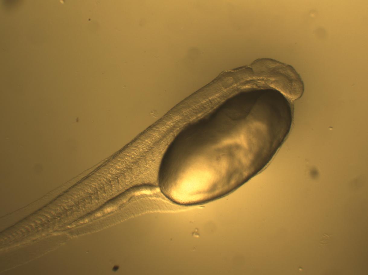 28 A cabeça encontrava-se em posição ventral, aderida à região anterior do saco vitelino, que apresentou-se alongado, e o tubo digestório rudimentar sem aberturas oral e anal (Figuras 12,13, 14).