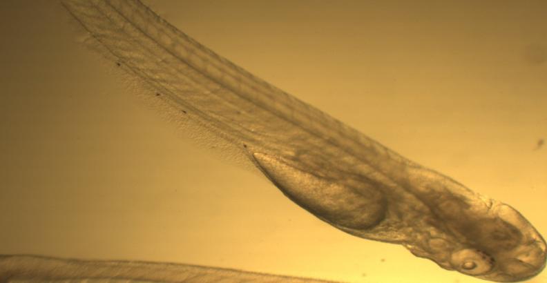 30 As 49:00h AE já era visível as nadadeiras peitorais nas larvas de tambaqui (Figura 15E), as 50:00h AE no híbrido tambatinga (Figura 17F), e as 41:00 h AF nas larvas de pirapitinga (Figura 16E).